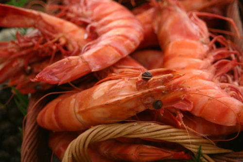 فروش میگو پرورشی سایز 180